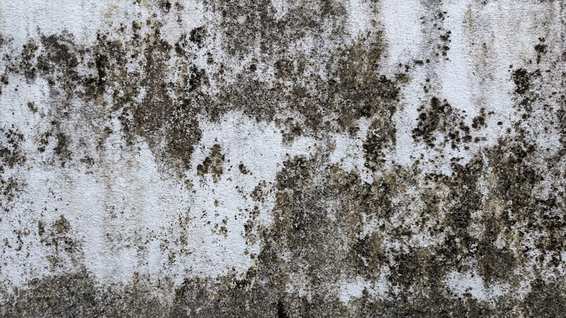 Mold remediation